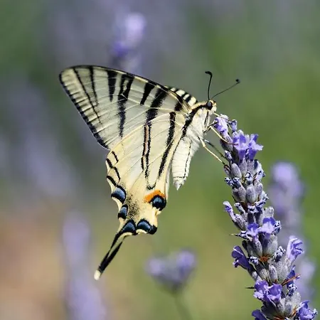 Stone Marjan 빌라 Pitve